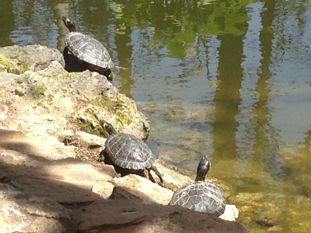 Wasserschildkröten im Stadtpark in Huercal Overa